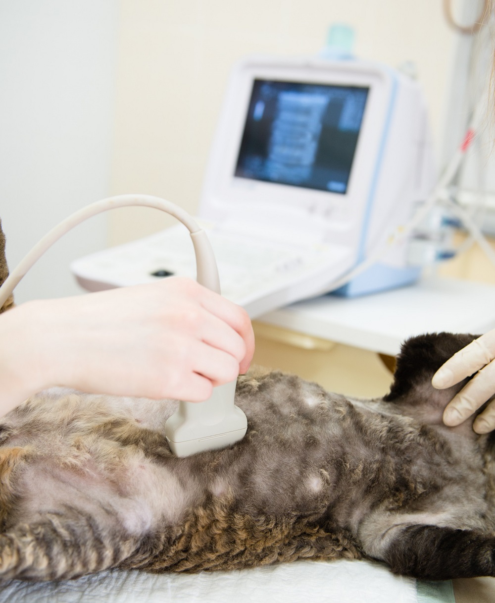 Ultrasound Lake Wales, FL